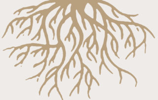Roots Featured