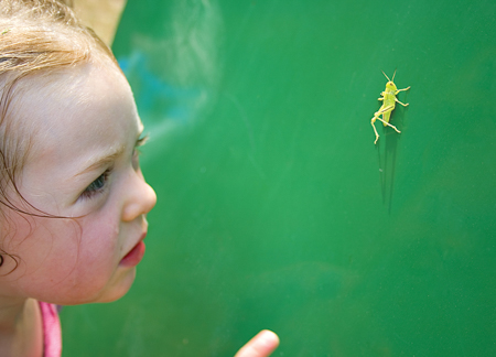 Child looking at grasshopper