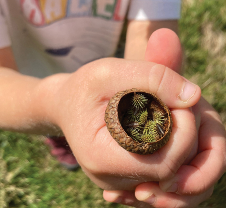Hands holding a seedpod