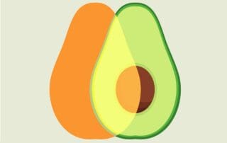 avocado illustration