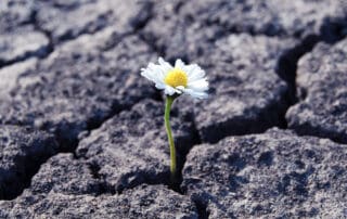 flower breaking through dry cracked earth