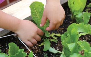 Child explores lettuce leaves in a garden bin