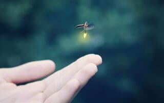 A child's hand reaching for a firefly