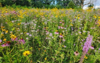 Prairie land
