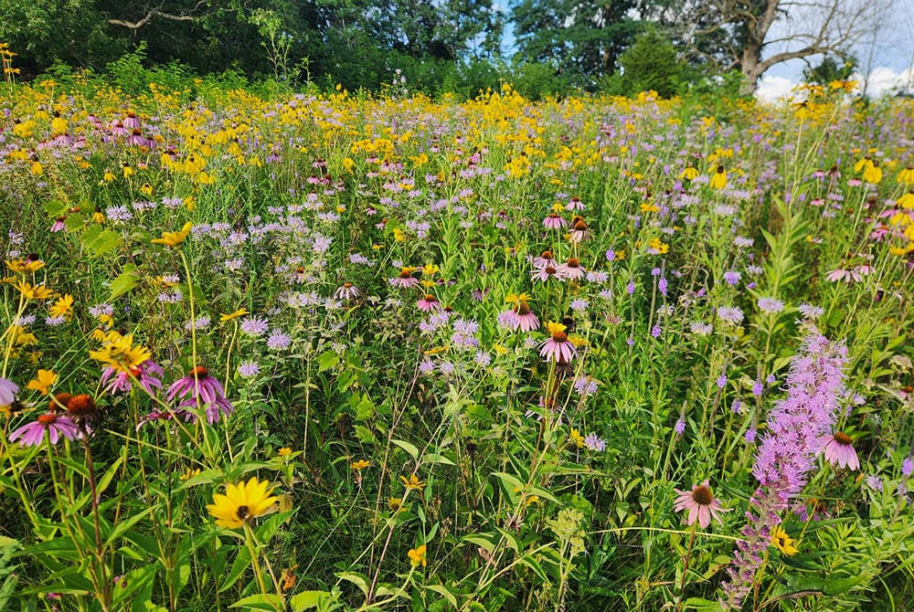 Prairie land
